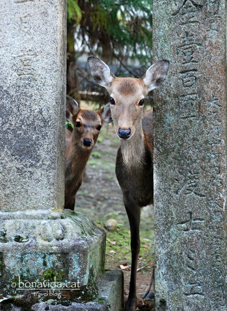 Cèrvols al recinte de Nara-Kõen.