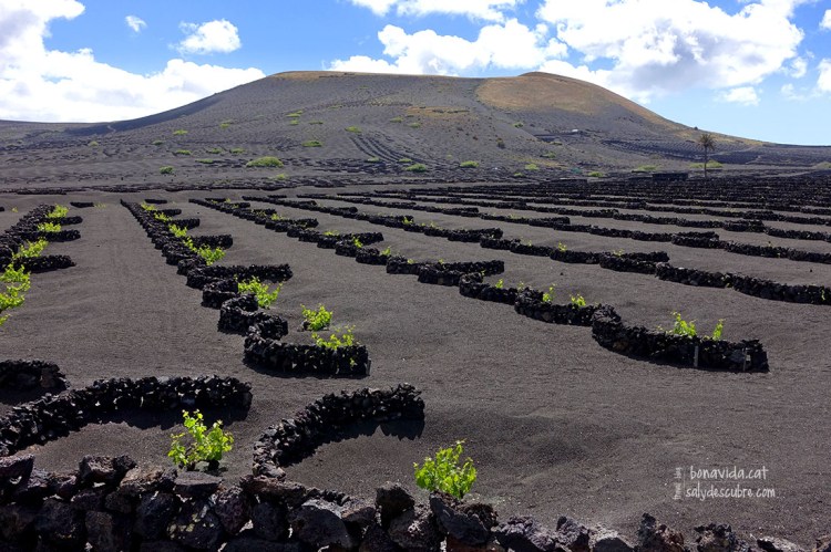 La disposcició de les vinyes és ben curiosa