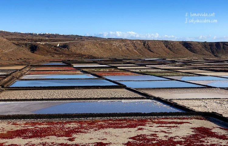 Salinas de Janubio