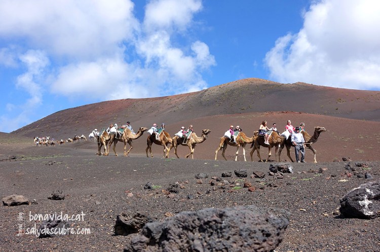 al Parc de Timanfaya es poden fer excursions en dromedari. Nosaltres preferim les cames...