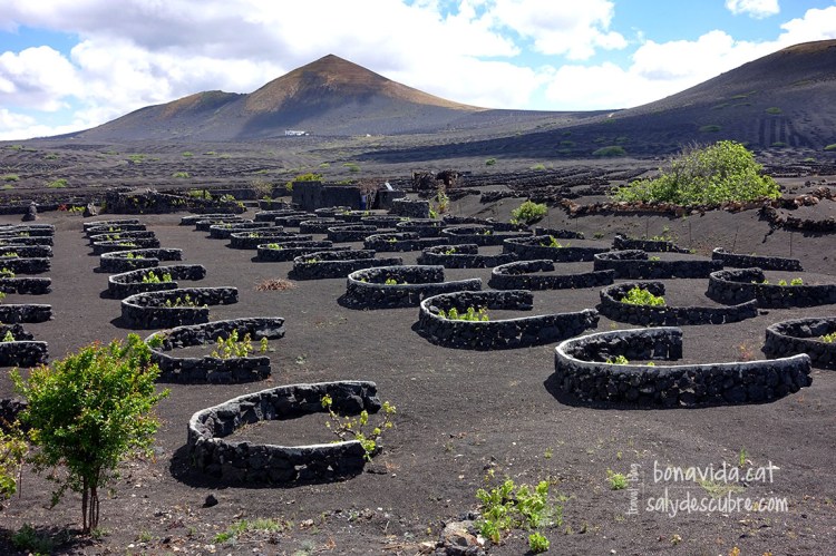 Les vinyes tenen una distribució ben curiosa