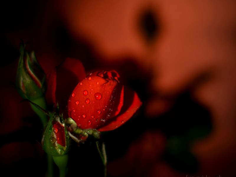 Vivint el Sant Jordi a&nbsp;Granollers