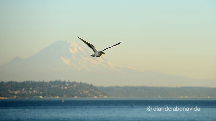 SEATTLE_0311_DBV