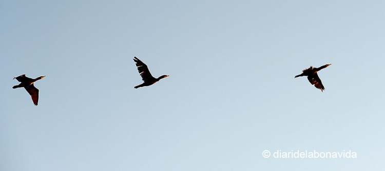 És època de migració de les aus