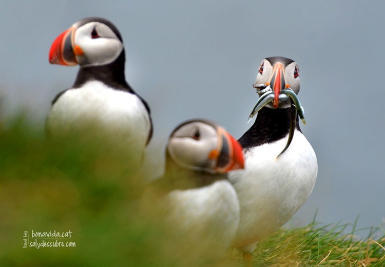 Un somni fet realitat: fotografiar els simpàtics puffins
