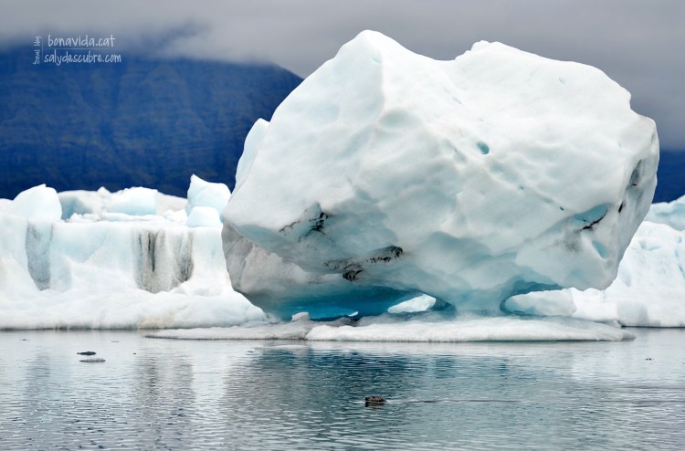 Una foca nedant entre blocs de gel