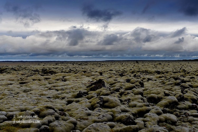 Les roques de lava cobertes de molsa ens acompanyen bona part de les rutes