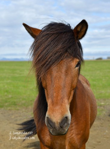 Els cavalls són super amigables