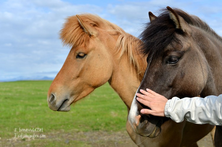 Continuem trobant-nos els superamigables cavalls