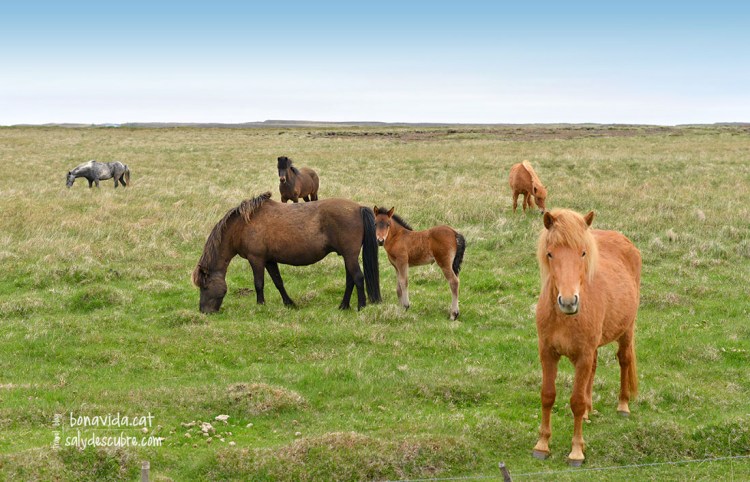 Són animals molt curiosos