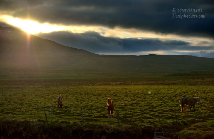 islandia cavalls sunset