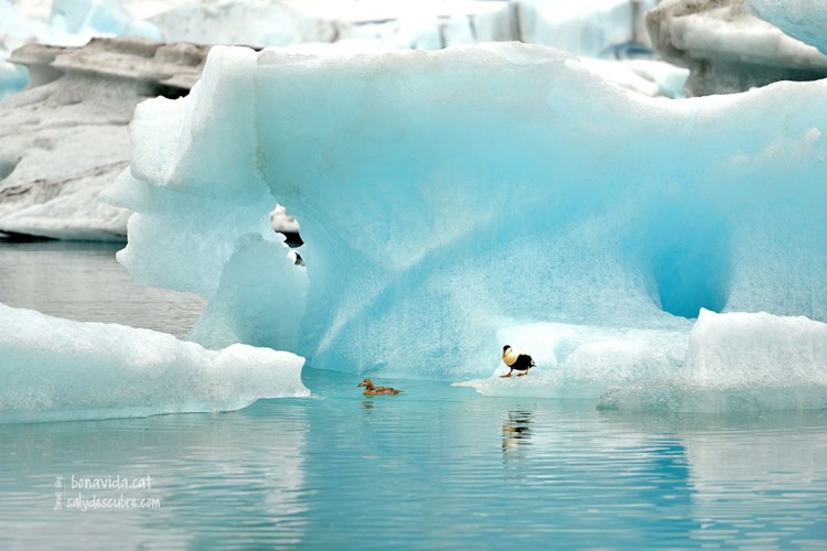 Jökulsárlón i els seus colors