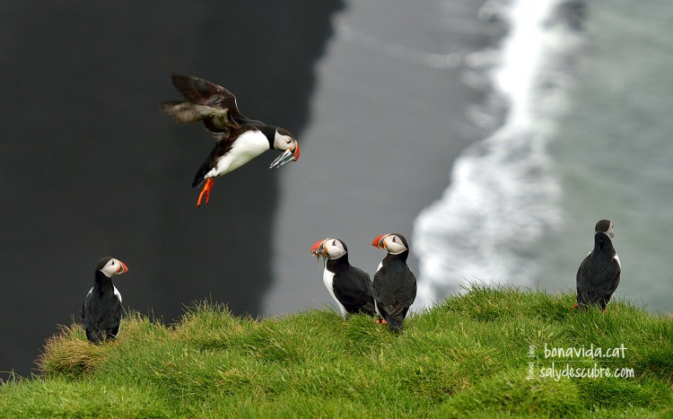 islandia puffins 02