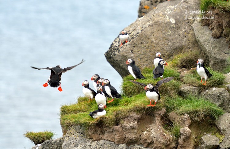 Ens veiem moltíssims puffins