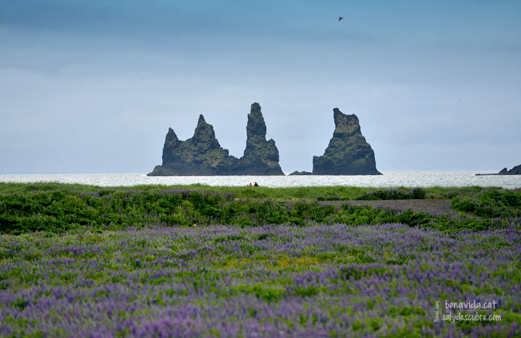 Les característiques roques de la platja de Vík