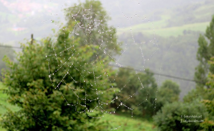 Fins i tot les aranyes aguantes estoiques la plugeta que ens cau...
