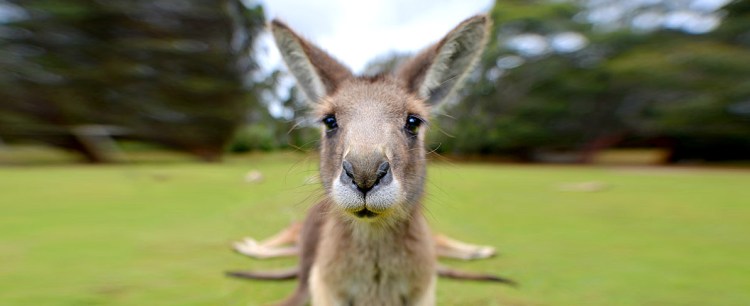australia-cangur-tasman-pano