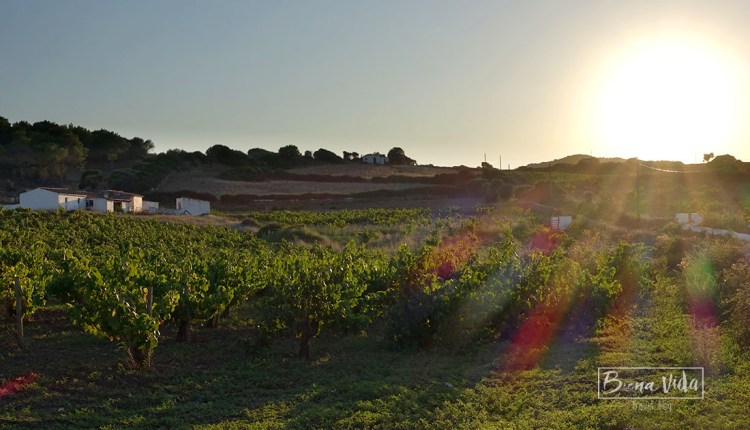 A Menorca trobem força vinyes