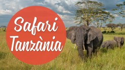 icones safari tanzania cat