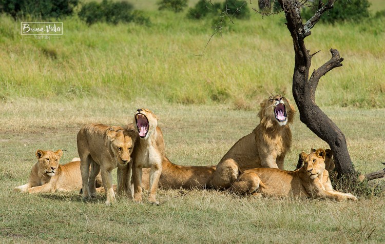 tanzania grup lleons