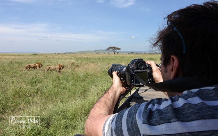 tanzania mane foto lleons