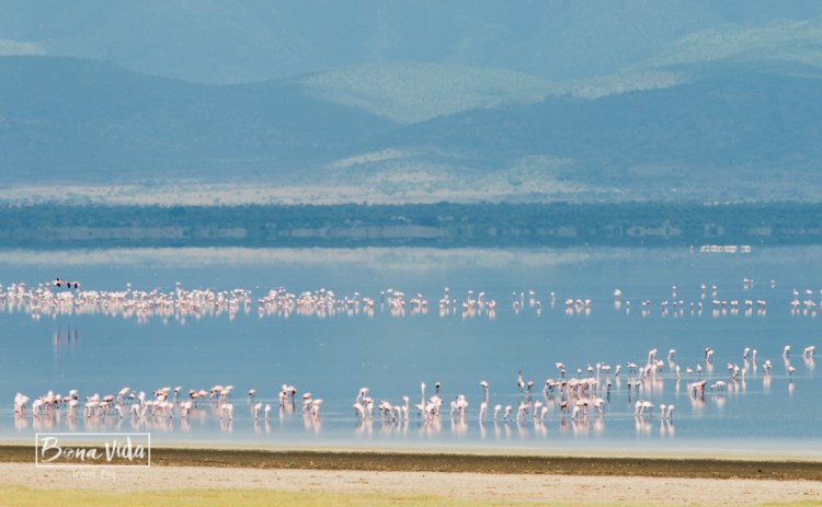 tanzania minyana flamingos