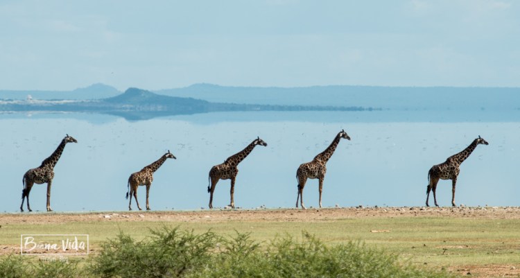 tanzania minyana jirafes