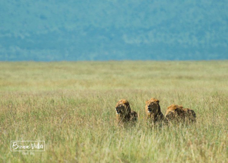 tanzania serengeti 3 lleons 2