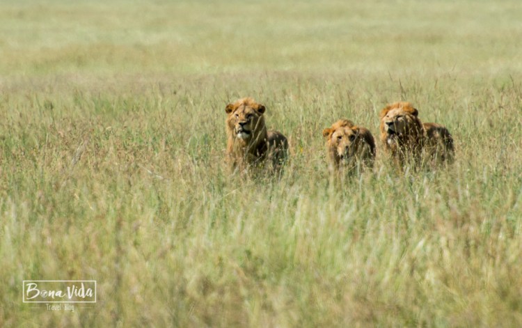 tanzania serengeti 3 lleons