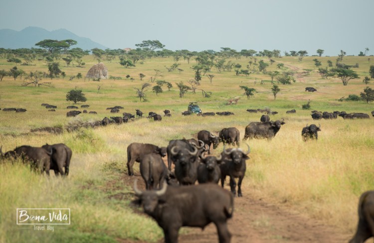 tanzania serengeti bufals general