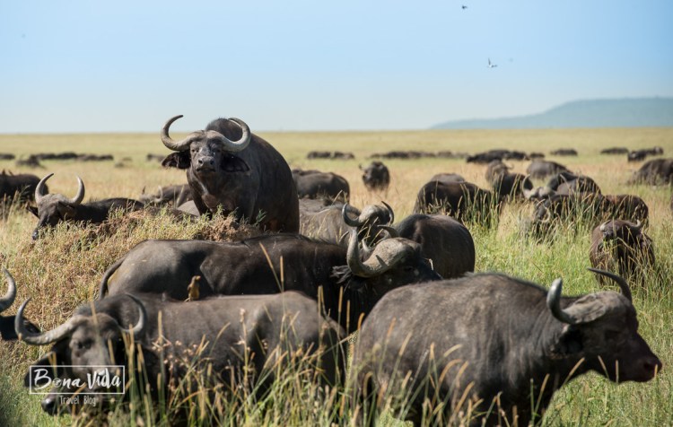 tanzania serengeti bufals