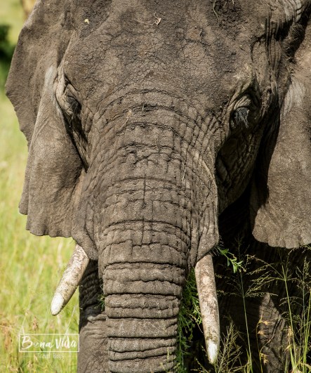 tanzania serengeti elefant detall