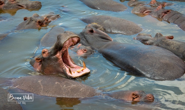 tanzania serengeti hipopotams