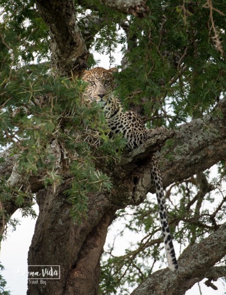 tanzania serengeti lleopard
