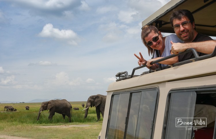 tanzania serengeti nosaltres elefants