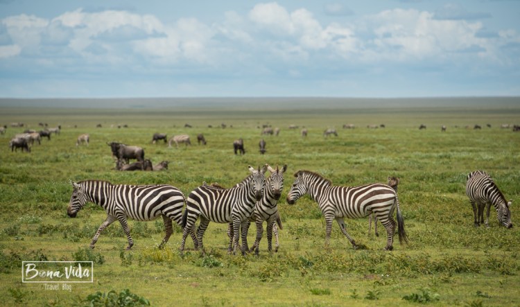 tanzania serengeti zebres