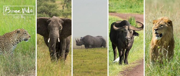 tanzania big five