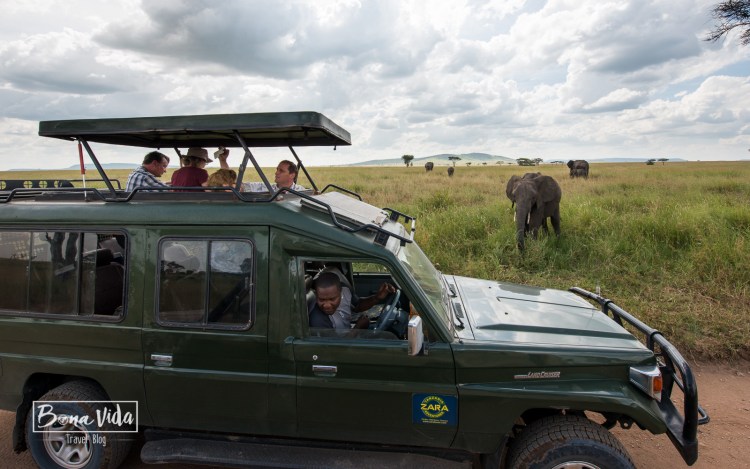 tanzania safari 4x4 elefant-1