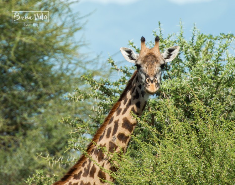 tanzania safari jirafa-1