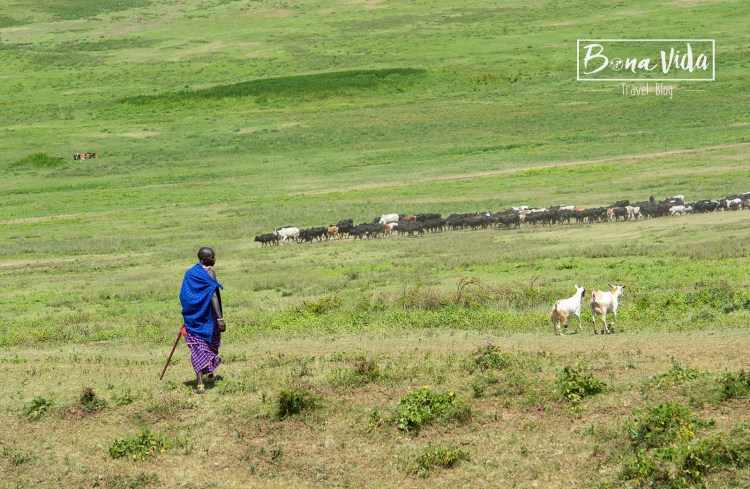 tanzania safari masai pastor