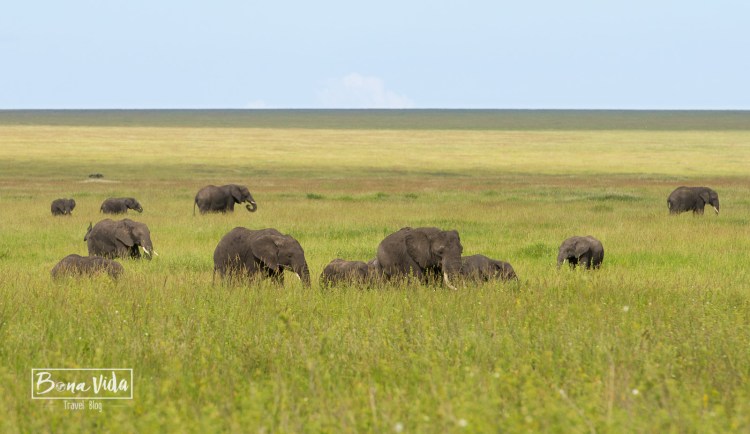tanzania safari serengeti elefants-1