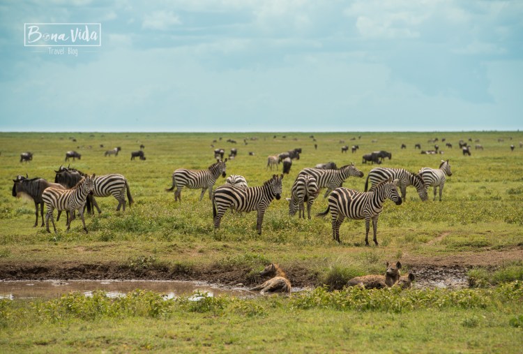 tanzania safari serengeti fauna-1