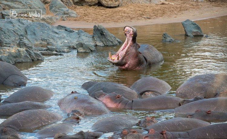 tanzania safari serengeti hipopotam-1