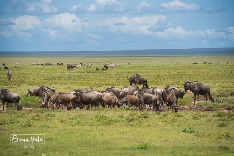 tanzania safari serengeti nyus-1