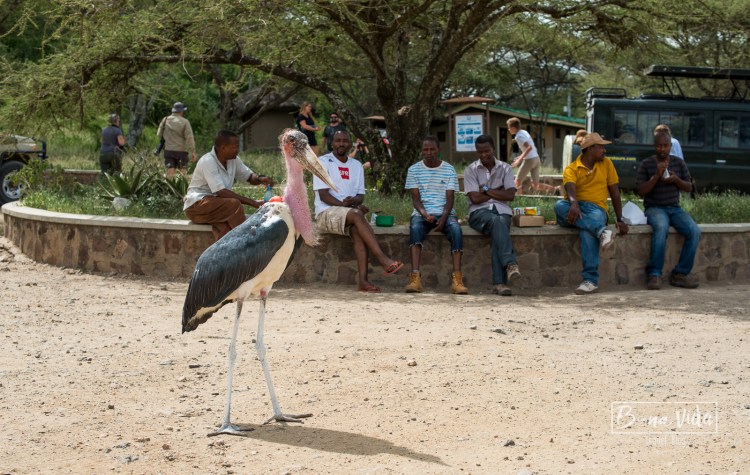 tanzania safari serengeti picnic-2