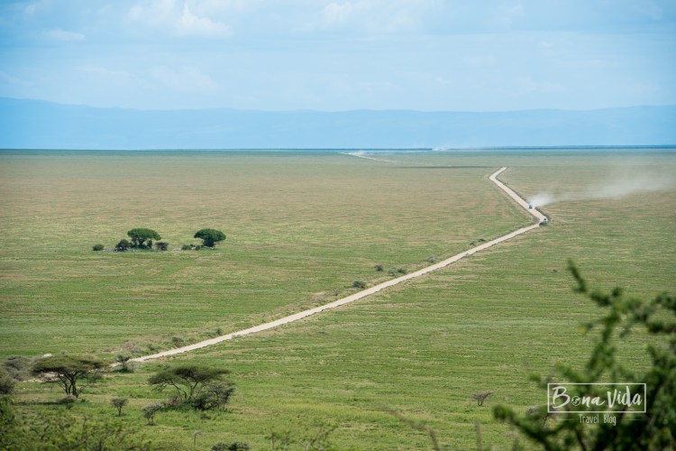tanzania safari serengeti sabana-1