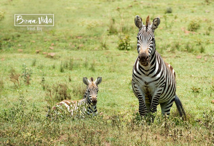 tanzania safari zebres