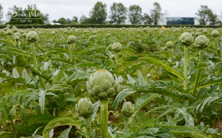 Camps carxofes a Saint Pol de Léon. Bretanya