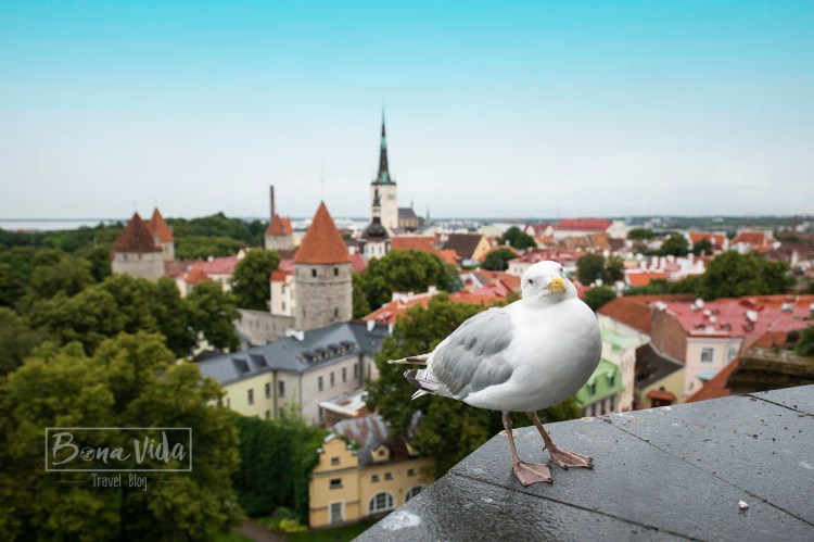tallinn-gavina