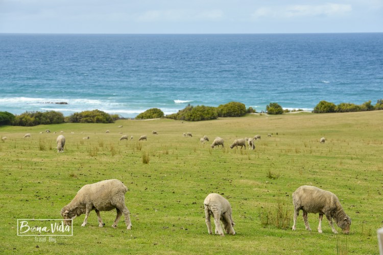 australia-tasmania-15